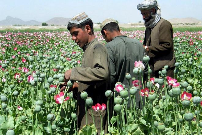 Афганистан конопля конопля шоколад